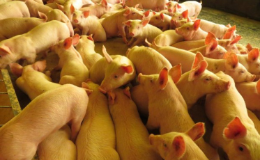 Exportação de carne suína catarinense cresce 29% no mês de julho