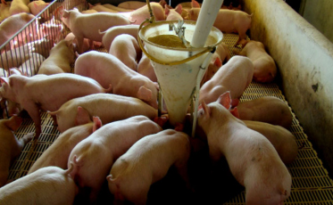 Exportações de carne suína seguem crescendo em Santa Catarina