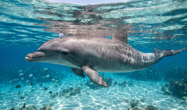 Como dormem os golfinhos e o que isso tem a ver com você
