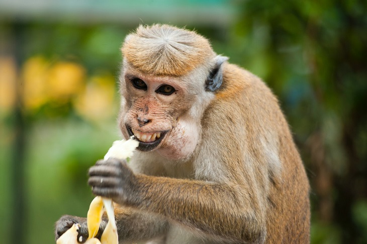 Já pensou ter um macaco em casa?